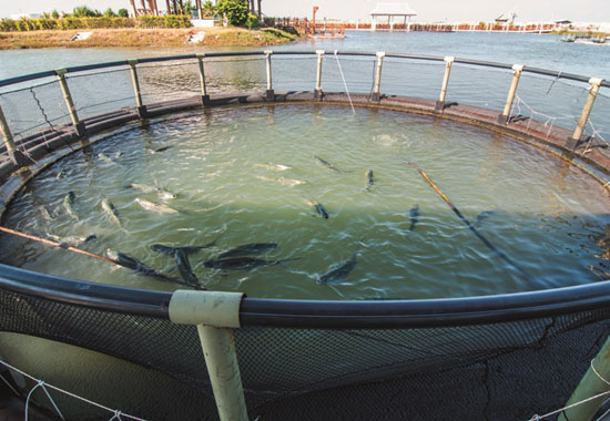Der Atlantische Lachs wird in Aquakulturen in solchen Netzkäfigen gehalten.