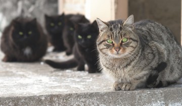 Eine Gruppe frei lebender Katzen