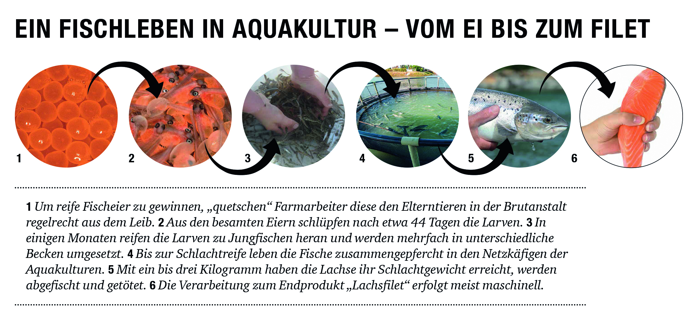 Illustration: Ein Fischleben in Aquakultur – vom Ei bis zum Filet.