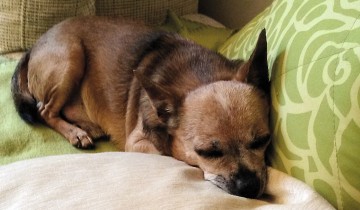 Mithilfe der Registrierung im Deutschen Haustierregister konnte Chihuahua Charly nach fünf Jahren zu seiner Familie zurückkehren.