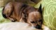 Mithilfe der Registrierung im Deutschen Haustierregister konnte Chihuahua Charly nach fünf Jahren zu seiner Familie zurückkehren.