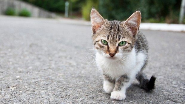 Diese Katze auf der Straße steht symbolisch für zwei Millionen freilebende Katzen in Deutschland.