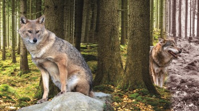 Nicht nur Luchs und Wolf, auch Goldschakal und Elch halten sich inzwischen in deutschen Wäldern auf.