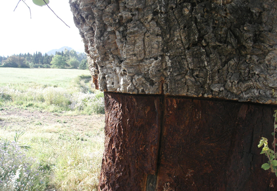 Die Korkeiche ist der einzige Baum, der durch das Schälen seiner Rinde keinen Schaden nimmt.