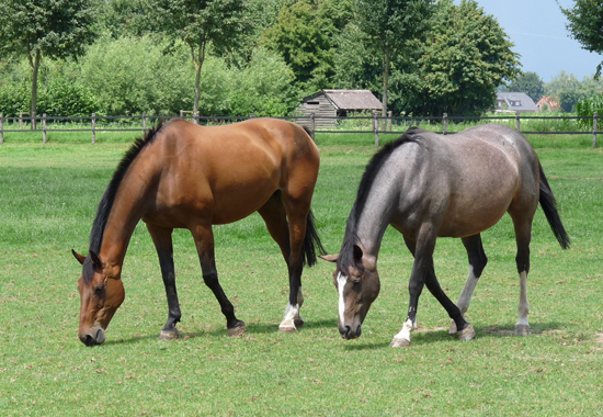Zwei Pferde genießen die frische Luft und die freie Bewegung auf einer Weide. Es ist wichtig, dass Reiter ihren Pferden genügend Raum für die arteigenen Bedürfnisse geben.