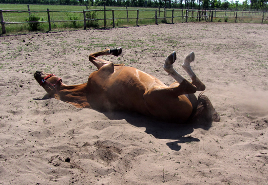 Ein Pferd wälzt sich auf einem Sandpaddock. Erhält das Pferd genügend Ausgleich, macht ihm auch die gemeinsame Arbeit mit dem Menschen Spaß.
