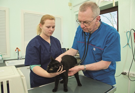 Eine Katze beim Tierarzt. Alle Tiere im Tierheim bekommen die nötige medizinische Behandlung.