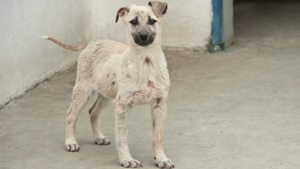 Dieser Hund befindet sich im Tierschutz- und Kastrationszentrum Odessa in der Obhut der Mitarbeiter.