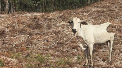 Aufgrund des Fleischhungers der Menschen müssen immer mehr Regenwälder weichen, um neue Weideflächen für Rinder zu schaffen.