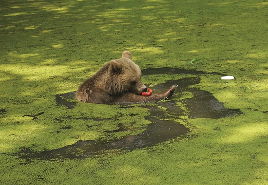 Braunbärin Mascha genießt die Abkühlung im Teich und lässt sich schwimmend das Gemüse schmecken.