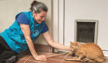 Kari Hansen, stellvertretende Leitung im Tierheim Leverkusen, spielt mit einer Katze.