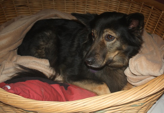 Der Tierschutzverein bietet jedem Hund einen kuscheligen und warmen Platz über Nacht.