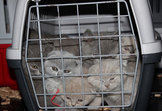 Das Tierheim Feucht hat die 27 beschlagnahmten Katzenwelpen aufgenommen.