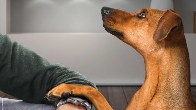 Ein Motiv der Kampagne: "Tierheime helfen. Heft Tierheimen!" des Deutschen Tierschutzbundes.