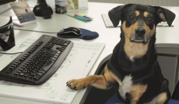 Kollege Hund im Büro – Echte Liebe auf vier Pfoten.