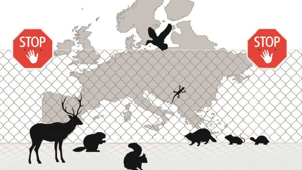 37 Tier- und Pflanzenarten stehen auf der ersten „Liste der invasiven Arten“ – sie sind unerwünscht in der EU. Das hat vor allem für Tierheime und Auffangstationen einen bitteren Beigeschmack.