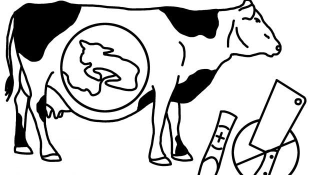 Milchkühe im Labelprogramm: In beiden Labelstufen ist eine Trächtigkeitsuntersuchung vorgeschrieben. Die Schlachtung trächtiger Rinder ist verboten.