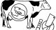 Milchkühe im Labelprogramm: In beiden Labelstufen ist eine Trächtigkeitsuntersuchung vorgeschrieben. Die Schlachtung trächtiger Rinder ist verboten.