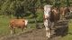 Weide für die Kühe gehört in der Premiumstufe des Tierschutzlabels "Für mehr Tierschutz" des Deutschen Tierschutzbundes dazu.