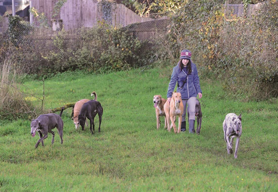 Im „Avalon“, dem ersten und bislang größten Sanctuary für Greyhounds in Irland, päppelt Pro Animale die Hunde wieder liebevoll auf.