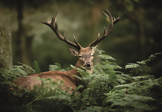 Auch Rotwild wie dieser Hirsch steht regelmäßig im Fokus der Jagd.