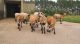 Im Tierschutzzentrum Weidefeld leben Schafe, Ziegen und viele andere Tiere in tiergerechter Haltung.