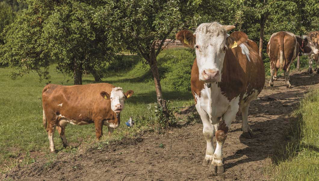 „Wenn die Kühe eine Zeit auf der Weide verbracht haben, sind die Klauenprobleme, die man vorher im Stall gehabt hat, auskuriert.“