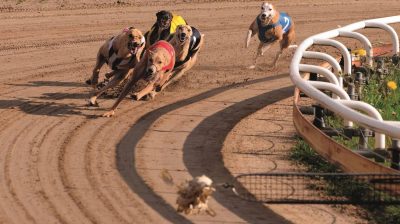 Hinter der strahlenden Renn-Atmosphäre stecken Machenschaften, die einen fassungslos machen, denn die Greyhounds sind wertlos, wenn sie nicht gewinnen.