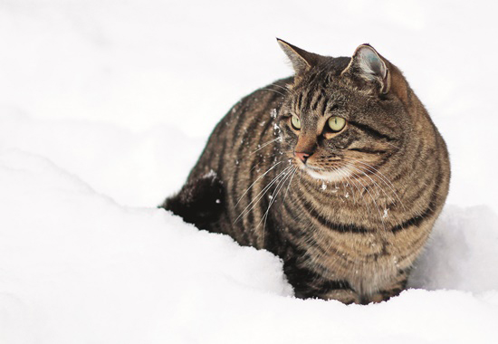 Katzen sind von Schnee im Winter nicht immer begeistert.