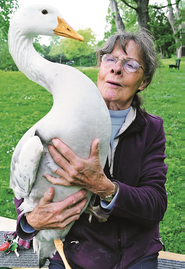 Margarete Bonmariage kümmert sich schon fast ihr ganzes Leben lang um Schwäne und andere Wasservögel.