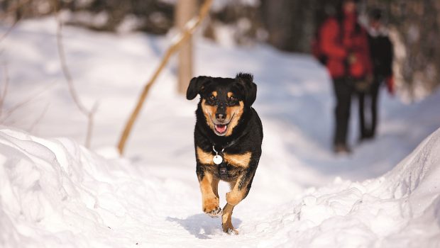 Hunde lieben Schnee. Nun ist es am Halter, Hund und Katze im Winter besonders zu schützen.