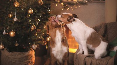 Damit Weihnachten für Ihren Hund nicht böse endet, ein paar Tipps, die jeder Tierhalter beachten sollte.