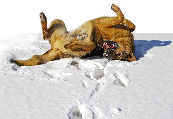 Hunde lieben Schnee. Nun ist es am Halter, Hund und Katze im Winter besonders zu schützen.