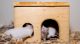 Nachdem bereits die ersten Ratten vermittelt wurden, sucht der Tierschutzverein Nürnberg-Fürth und Umgebung nun auch für die beschlagnahmten Mäuse ein artgerechtes Zuhause.