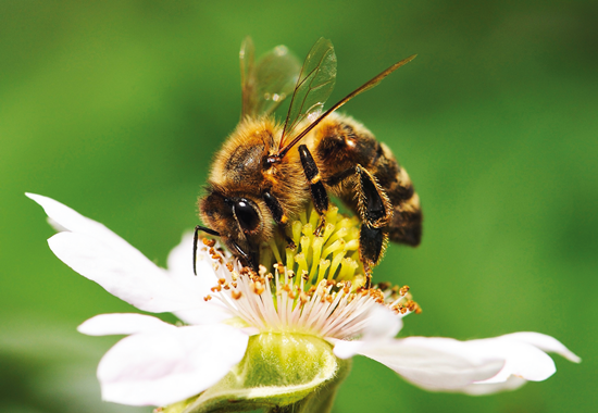 Um etwa 500 Gramm Honig produzieren zu können, müssen Bienen etwa einen Liter Nektar sammeln.