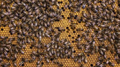 Ein Bienenvolk besteht aus etwa 20.000 Bienen, die täglich bis zu 30 Mal ausfliegen. Pro Flug besuchen die Bestäuber bis zu 300 Blüten und sammeln Pollen für ihre Brut.