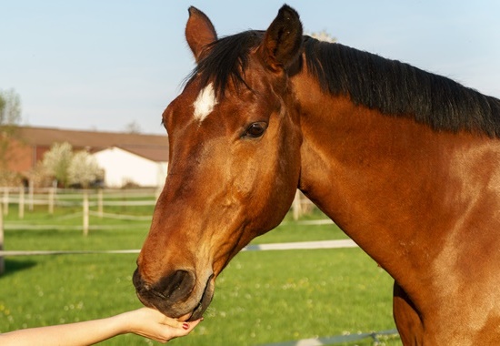 Pferde lieben sie: Knusprige Leckerlis aus Karotten, Haferflocken und Karottensaft. Ein Tipp der Tierschutzjugend.