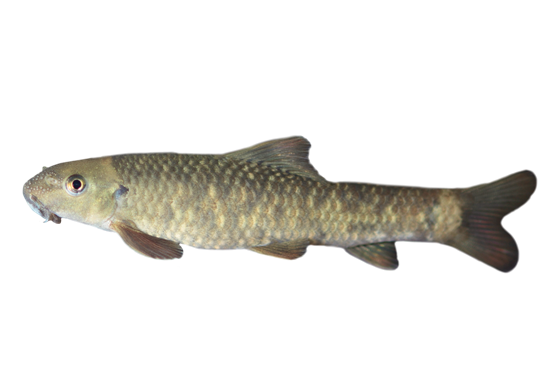 Der Kangalfisch (Garra rufa) ist ein bis zu 14 Zentimeter großer Fisch aus der Familie der Karpfenfische (Cyprinidae).