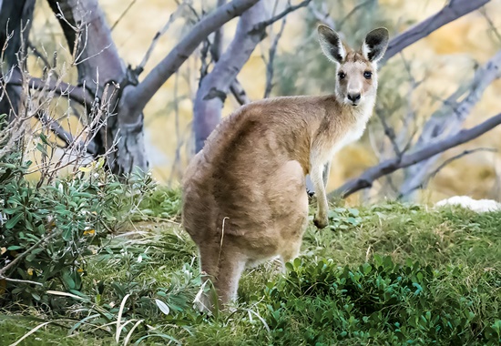 Känguru im Gebüsch