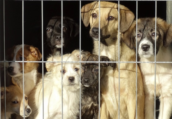 Im Tierheim Smeura in Rumänien leben Tausende Hunde.