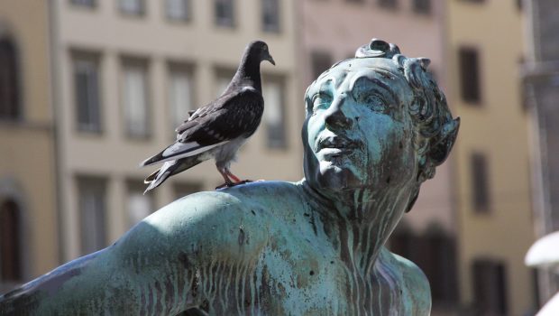 Taube auf Statue