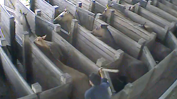 Diese heimlich gefilmten Aufnahmen zeigen, auf welch grausame Art und Weise trächtige Pferde auf den Blutfarmen in Südamerika traktiert werden. Sie werden mit Knüppeln geschlagen, mit Gewalt in enge Boxen getrieben und misshandelt.