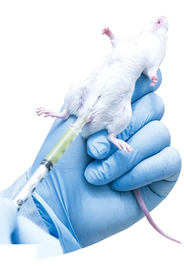 Hunderttausende Mäuse sterben weltweit jedes Jahr unter Qualen in Tierversuchslaboren.
