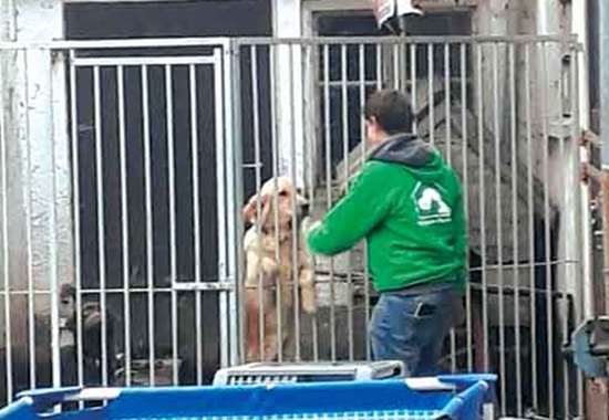 Bei einem Animal-Hoarding-Fall in der bayrischen Stadt Rain im November 2018 fanden Mitarbeiter des Tierheims Hamlar Dutzende verwahrloste Hunde vor.