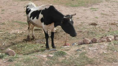 Ausgehungertes Rind in Marokko