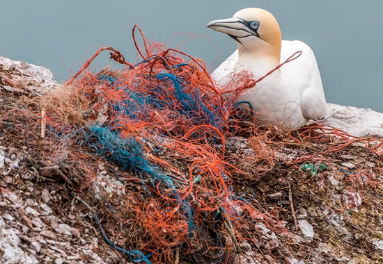 Seevögel wie etwa Basstölpel verwenden oft Fischernetzreste aus Plastik als Nistmaterial.
