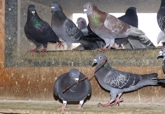 In betreuten Taubenschlägen finden Tauben artgerechte Bedingungen vor. 