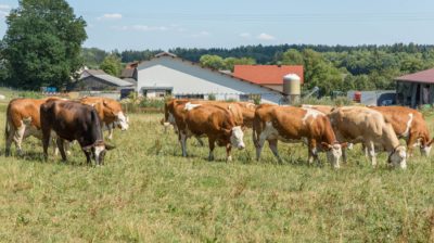 Kühe auf der Weide in einem Betrieb zertifiziert nach dem Tierschutzlabel "Für Mehr Tierschutz" des Deutschen Tierschutzbundes