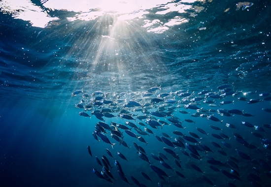 Nicht zuletzt durch den weltweiten Sushi-Boom sind mehrere Thunfischarten gefährdet.