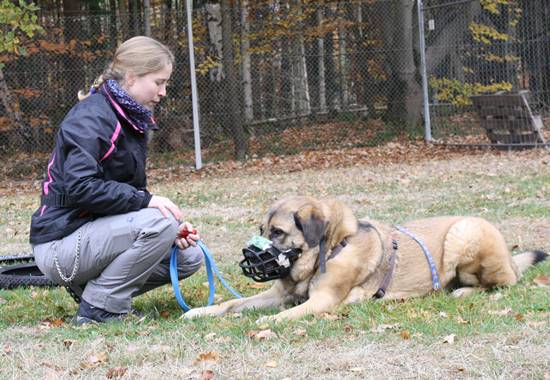 Hundetrainerin Lisa Scheele mit Projekthündin Angie, die einen Maulkorb trägt